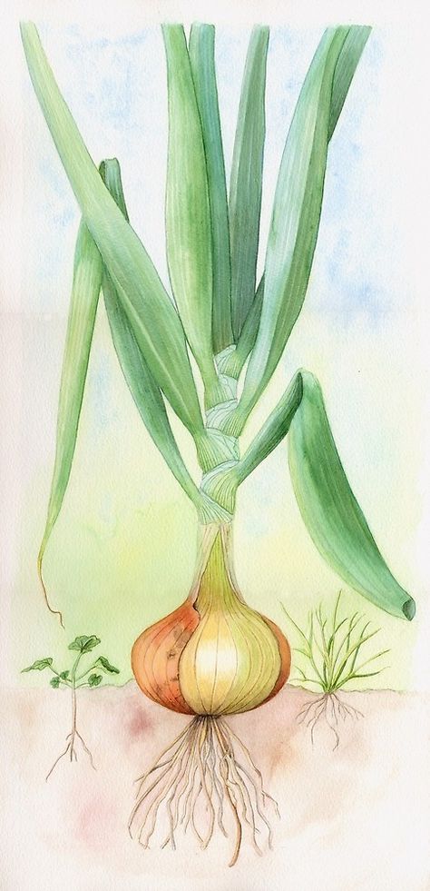 Onion plant (watercolour on paper) by Lynne Henderson #lynnehendersonarts #watercolour #food #vegetable #onion #allium #plant #kitchen #onionplant #bulb Spring Onion Drawing Pencil, A Bunch Of Spring Onion Drawing, Spring Onion Drawing, Chili Clip Art, Onion Painting, Onion Illustration, Onion Art, Onion Drawing, Onion Plant