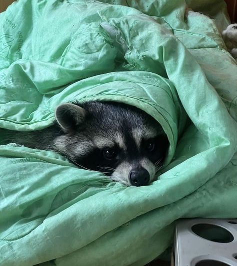 Trash Pandas, Pet Raccoon, Cutee Animals, Cute Raccoon, Raccoon Funny, Trash Panda, Silly Animals, The Perfect Guy, Racoon