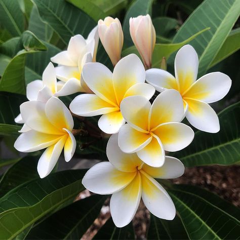 appiness 💛 . . . #flower_beauties_ #frangipani #favv_flowers #plumeria #flowerpics #flowerphotography #naturesbeauty #best_beauty_flora Hawaii Flowers, Plumeria Flowers, Landscape Design Plans, Garden Care, Plant Mom, Exotic Flowers, Flower Beauty, Beautiful Blooms, Flower Pictures