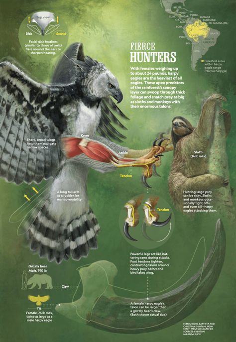 Bird Migration Map, Butterfly Metamorphosis, Animal Infographic, What Is Sleep, Harpy Eagle, Marine Ecosystem, National Geographic Magazine, Marine Conservation, Animal Facts