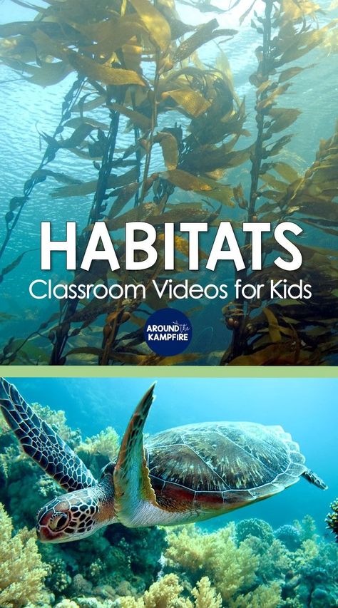 Free clickable list of habitats and ecosystems science videos for kids and teachers Wetland Ecosystem Project, Grade 4 Habitats And Communities Science, Habitats 2nd Grade, Environmental Science Lesson Plans, September Homeschool, Teaching Habitats, Third Grade Science Activities, Ecosystem Activities, Soil Activities