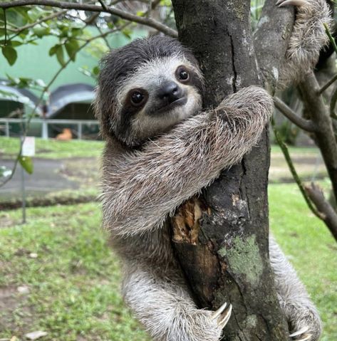 Sloth Photography, Baby Sloth Pictures, Sloth Aesthetic, Animales Aesthetic, Sloth Pictures, Pictures Of Sloths, Sloths Cute, Cute Sloth Pictures, Sloth Photos