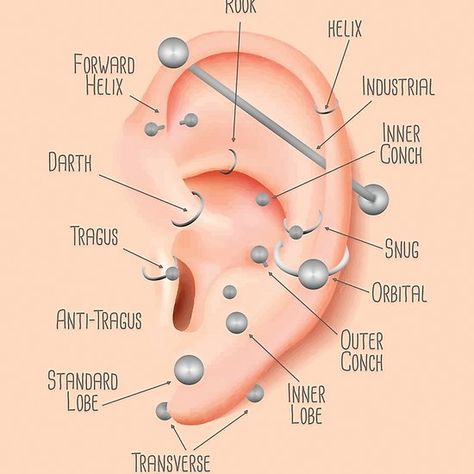 Ear Piercing Chart, Ušný Piercing, Ear Piercing Names, Infographic Chart, Different Ear Piercings, Ear Peircings, Piercing Bar, Ear Piercings Chart, Piercing Chart