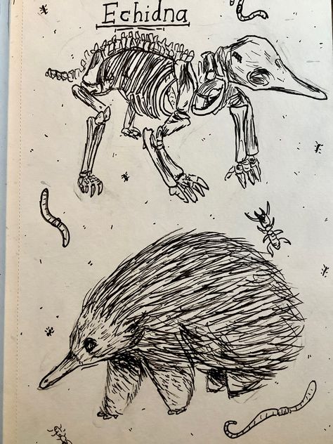 Australian animals, echidna pen drawing, sketchbook doodles. Artwork by Astarii Draws. Australian Animal Tattoo, Echidna Tattoo, Echidna Drawing, Doodles Artwork, Sketchbook Doodles, Art Commissions, Doodle Ideas, Vintage Flash, Drawing Sketchbook