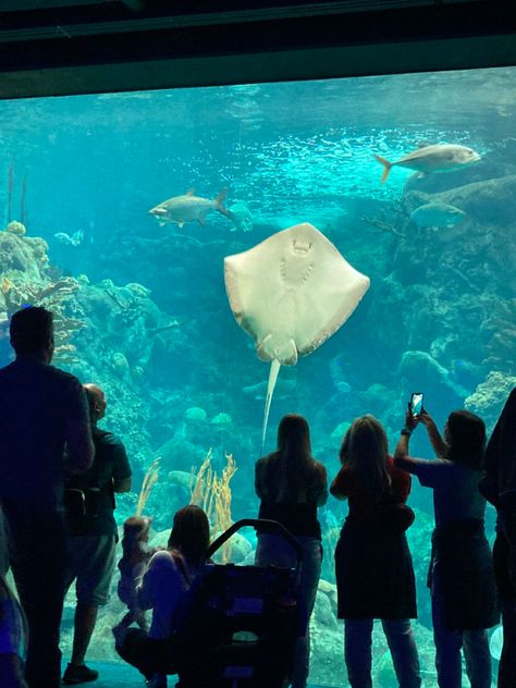 Fun idea to head to the Tampa Aquarium together The Florida Aquarium Tampa, Tampa Aquarium, Florida Aquarium, Tampa, Florida, Travel