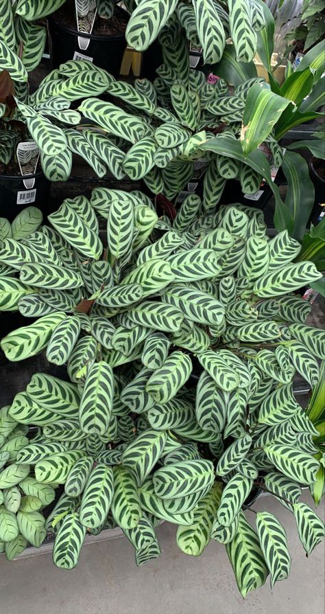 Indoor Plants Names, Backyard Flowers Garden, Calathea Plant, Hanging Plant Wall, Best Indoor Plants, Plant Decor Indoor, Plant Aesthetic, House Plants Decor, Backyard Garden Design