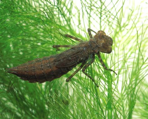 6 of your Favorite, Popular Insects In Their 'Baby' Forms | The Featured Creature Dragonfly Larvae, Beetles, Insects, 404 Not Found, Not Found, Water