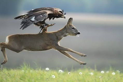 Eagle Hunting, Aigle Royal, Raptors Bird, Golden Eagle, Whitetail Deer, Birds Of Prey, Nature Animals, Beautiful Creatures, Beautiful Birds