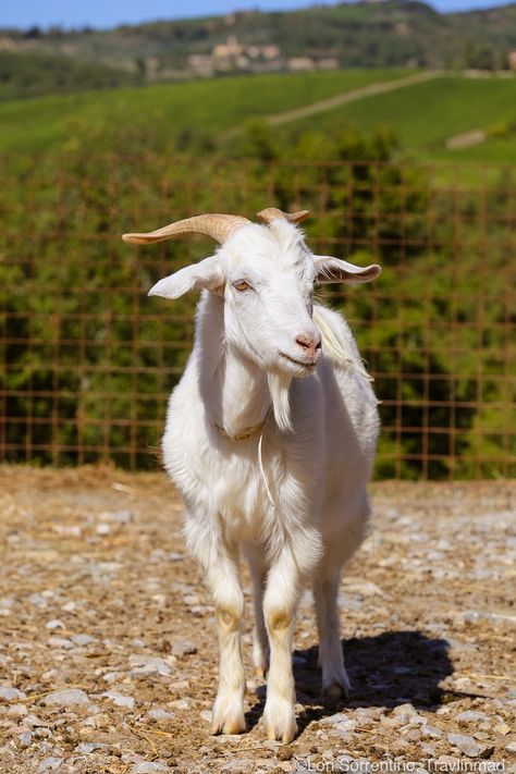 Goats Aesthetic, Goat Reference, Goat Wallpapers, Funny Goat Pictures, Goat Photography, Goat Photo, Goat Pictures, Goat Fence, Alpine Goats