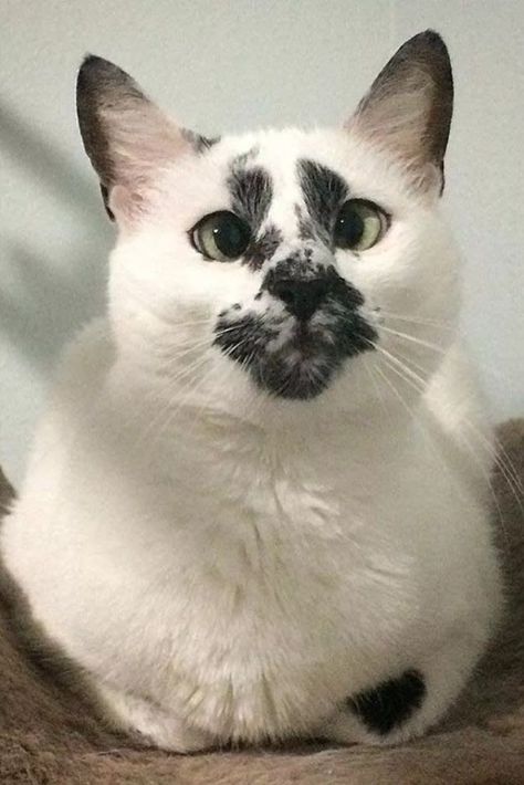 Cross Eyed Cat, Cross Eyed, Beautiful Kittens, Cat Stories, Gorgeous Cats, Mama Cat, Unique Cats, Warrior Cat, Stray Cat