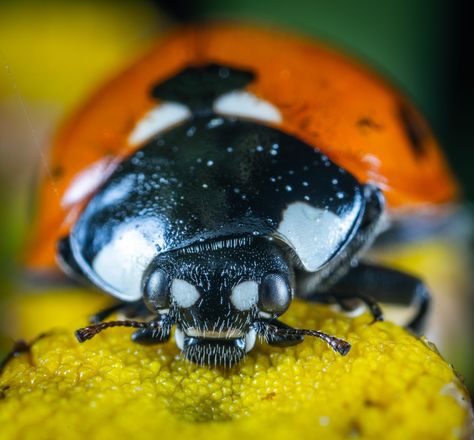 Macro Photography: 20 Closeup Photos of Ladybugs Extreme Macro Photography, Ladybug Larvae, Macro Photography Tips, Backyard Beekeeping, The Giant Peach, Scale Insects, Close Up Photography, A Level Art, Photo Challenge