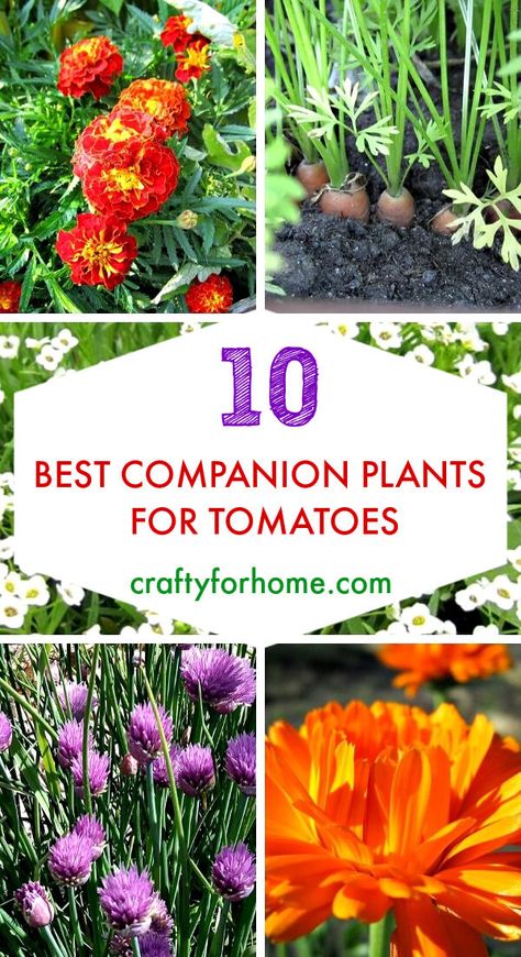 Companion Plants To Grow With Tomatoes | Crafty For Home Tomato Plants Growing Tips In Garden, Companion Plants For Tomatoes, Tomato Companion Plants, Best Companion Plants, Companion Planting Chart, Growing Tomato Plants, Companion Gardening, Garden Companion Planting, Companion Plants