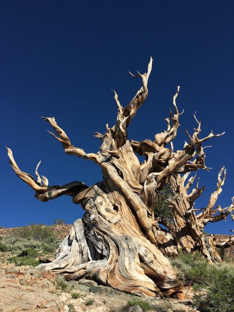 bristle cone pine forest Bristle Cone Pine Tree, The Ancient One, Beautiful Trees, Mammoth Lakes, Birch Trees, How To Go, Pine Forest, Birch Tree, Beautiful Tree