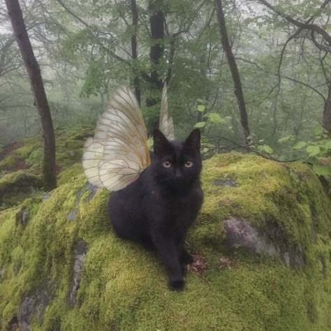 Aesthetic Black Cat, Dark Fairy Core, Faerie Core, Fairy Cat, Balance Life, Fairy Grunge Aesthetic, Black Cat Aesthetic, Fairycore Grunge, Dark Fairycore