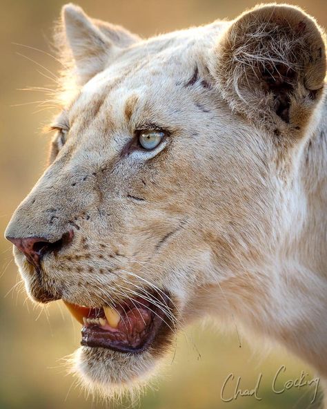 I wonder where this girl ended up...one of the two white lionesses I was fortunate enough to watch grow up @motswari_private in the… Lioness Painting, Lion Reference, White Lioness, Lion Lioness, Panther Leopard, White Lions, Panthera Leo, Lions Photos, Lion And Lioness