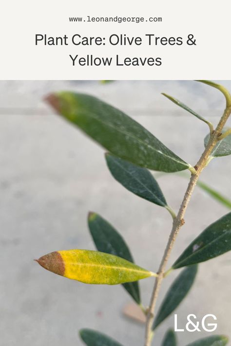 Discover the secrets to vibrant olive trees! 🌿 If you've noticed yellow leaves on your olive tree, fret not! Our expert plant care guide has the solutions you need. Learn the causes, prevention, and easy remedies to bring back that lush greenery 🌿🔍 #OliveTreeCare #PlantCare #YellowLeaves #GardeningTips #PlantLovers Olive Tree Care, Leaves Meaning, Potted Olive Tree, Brown Tips, Plant Care Guide, Plant Care Tips, Outdoor Trees, Olive Trees, Olive Leaf