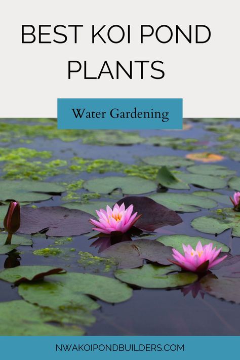 Top Koi Pond Plants 🌱🐟 Create an Enchanting Oasis! Discover the perfect aquatic plants to enhance your koi pond's beauty and balance. Dive in now! #KoiPondPlants #AquaticGarden Koi Pond Plants, Coy Pond, Pond Covers, Aquatic Garden, Pond Landscaping, Asian Garden, Pond Plants, Colorful Plants, Dream Backyard