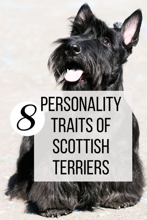 The Scottish Terrier, also known as the Aberdeen Terrier or Scottie, is known for its spunky, independent personality. While individual dogs have their own quirks, the breed as a whole shares certain characteristics that comprise the classic Scottish Terrier temperament. This article will explore 8 common personality traits that help define the essence of the Scottie breed. Scottish Terrier Grooming, Scottie Dog Puppy, Ryan Fitzpatrick, Scottish Dog, Scotties Dog, Scottie Puppies, Scottish Terrier Puppy, Scottish Man, Perfect Vision