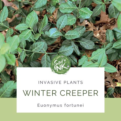 Invasive Plants: Wintercreeper Poolside Planting, Invasive Plants, Small Trees, Creepers, Native Plants, Landscaping Ideas, White Flower, Planting, White Flowers