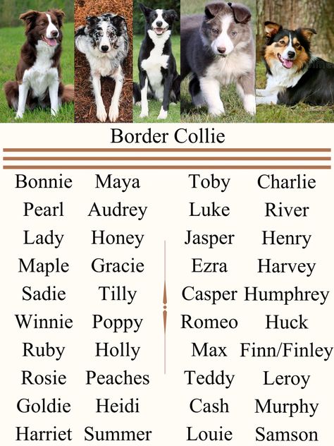 Border Collie Name Ideas Border Collie Names, Alphabet List, Cute Names For Dogs, Collie Puppy, Border Collie Puppies, Collie Puppies, Very Cute Dogs, Puppy Names, Name Ideas