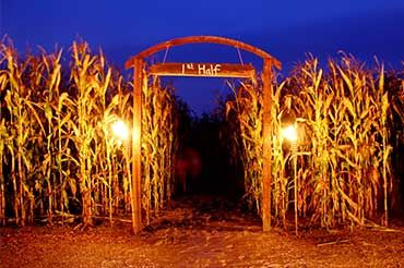 Corn Field Halloween Decorations, Corn Maze Entrance, Scary Farm Halloween Decorations, Haunted Corn Maze Aesthetic, Corn Maze At Night, Haunted Farm Aesthetic, Halloween Corn Maze, Farm Halloween Decor, Haunted Farm Ideas