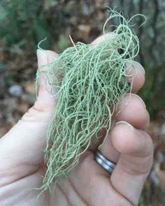 Usnea Lichen, Medicinal Weeds, Supraviețuire Camping, Herbal Remedies Recipes, Natural Antibiotic, Medicinal Herbs Garden, Medical Herbs, Edible Wild Plants, Magia Das Ervas