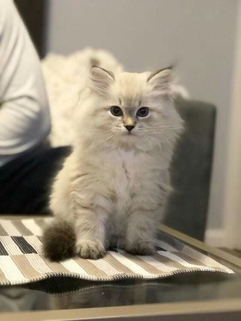 Cute Cat Icon, Profile Cute, Cat Breeds Hypoallergenic, Cats Siamese, Angora Cat, Siberian Forest Cat, Cat Races, Siberian Forest, Siberian Kittens