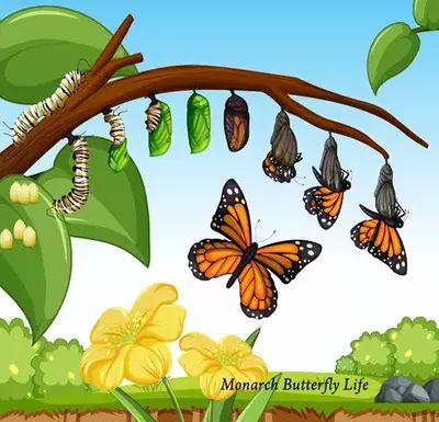 Monarch Butterfly Life Cycle, Moth Life Cycle, Raising Monarch Butterflies, Egg Facts, ملصق تحفيزي, Raising Butterflies, Butterfly Facts, Monarch Butterfly Garden, Stages Of A Butterfly