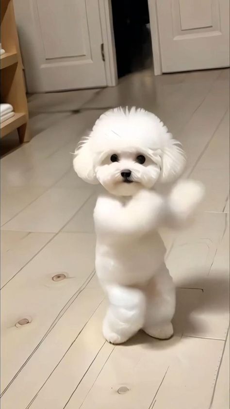 Funny Pets Videos, Funny Pets Pictures, Animal Dance, Anjing Poodle, Cute Cat Video, Dog Videos Funny, Funny Animal Clips, Funny Animals Videos, Funny Pet Videos