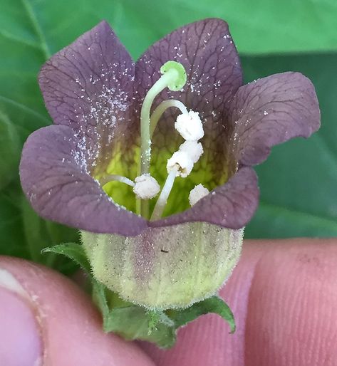 Toxic Flowers, Belladonna Flower, Nightshade Plant, Poison Garden, Howleen Wolf, Goth Garden, Plant Study, Gothic Garden, Plant Medicine