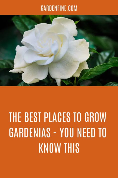 Gardenia Plant Pots, How To Grow Gardenias, How To Grow Gardenias In A Pot, Gardenia Tree Landscaping, Gardenia Tree In Pot, Landscaping With Gardenias, Gardenia Care Outdoors, Gardenia Plant Landscapes, Gardenia Landscaping Ideas