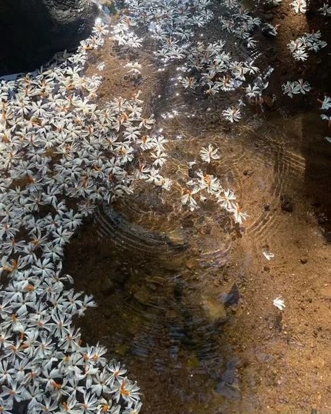 Imdad Barbhuyan on Instagram: "October morning 🌞 you wake up and step out, a rich fragrance fills the air, tiny white flowers lay scattered on the brown earth. This is a memory I hold close to my heart. Night Jasmine (known as Xewali in Assamese) are very delicate and absolutely gorgeous tiny little white flowers that bloom at night and by sunrise they are all on the ground. So you mostly get to appreciate them fallen, on the earth. I was obsessed with this flower as a child and i used to col Night Flowering Jasmine, Jasmine Garden, Fallen Flowers, Night Jasmine, Textiles Gcse, October Morning, Little White Flowers, Flower Language, Tiny White Flowers