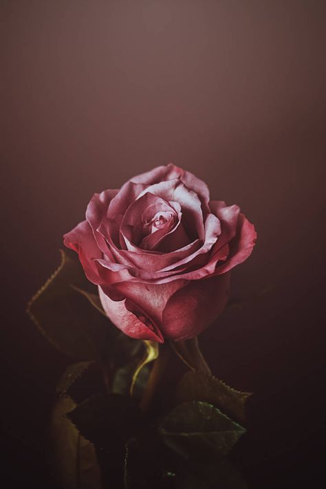 Red Roses Wallpaper, Romantic Wallpaper, Rose Gold Wallpaper, Aesthetic Roses, Valentines Roses, Rosé Aesthetic, Mood Wallpaper, Beautiful Flowers Wallpapers, Beautiful Rose Flowers