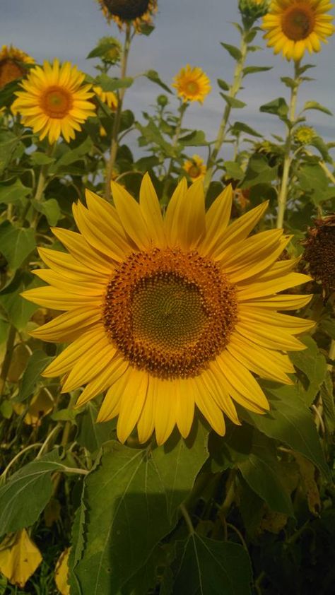 Aesthetic Paper, Vincent Willem Van Gogh, Growing Sunflowers, Big Draw, Sunflowers And Daisies, Sunflower Pictures, Sunflower Garden, Flower Craft, Sunflower Wallpaper