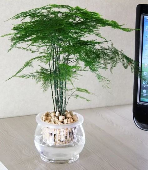 Fern Terrarium Ideas, Asparagus Plant Care, Asparagus Fern Propagation, Asparagus Fern Terrarium, Asparagus Fern Indoors, Plants In Water Vase, Fern Propagation, Asparagus Fern Care, Fern Decor