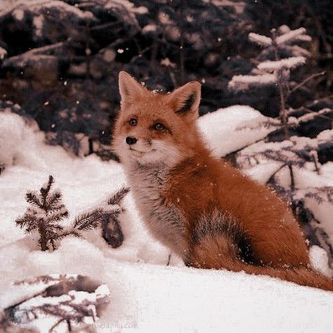 Court Of Thorns And Roses, Little Animals, Animals Cute, Dec 26, Animal Photos, Cute Animal Photos, Red Fox, Cute Little Animals, Fox