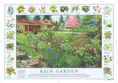 PNW Rain Garden. WSU Extension. Copyright Good Nature Publishing 2016 artwork by John C. Pitcher Rain Garden Design, Asclepias Tuberosa, Cardinal Flower, Light Blue Flowers, Sun Plants, Rain Garden, Garden Pictures, Plant List, Plant Design