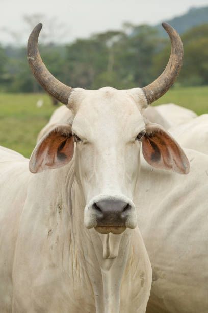 Long Horn Brahman Bull Long Horned Cow, Brahman Cow Drawing, Cow Horns Drawing, Anthro Bull, Brama Bull, Bull Oc, Bull Reference, Leucistic Animals, Cow Reference