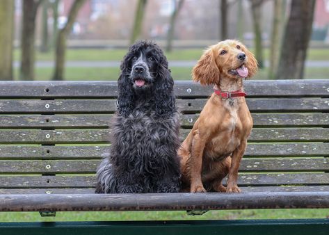 Working Cocker Spaniel or Show Cocker Spaniel – What’s The Difference? – woofwagwalk.co.uk Working Spaniel, Show Cocker Spaniel, Working Cocker Spaniel, Sprocker Spaniel, Working Cocker, Cocker Spaniel Puppies, Cocker Spaniel Dog, English Cocker Spaniel, Cocker Spaniels