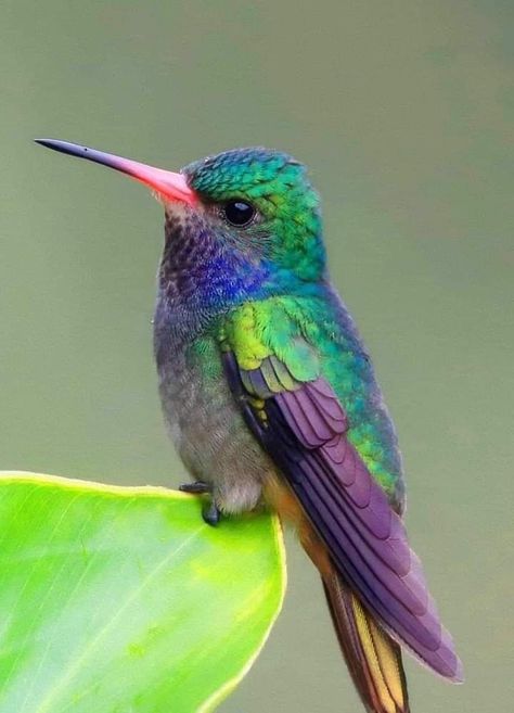 Hummingbird Reference Photos, Pretty Bird Aesthetic, Humming Bird Pictures Beautiful, Hummingbird Photos Wildlife Photography, Hummingbird Photography Amazing Photos, Humming Bird Photography, Hummingbirds Painting, Hummingbird Art Drawing, Hummingbird Photography