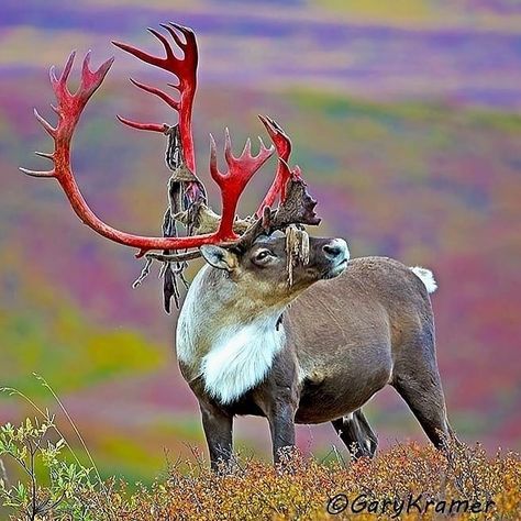 WILDLIFE |CUTE |BABY | ANIMAL on Instagram: “Photo by @gary_kramer_photography Barren Ground Caribou in Alaska. No color added to the antlers, that's the color immediately after the…” Photo Animaliere, Interesting Animals, Unusual Animals, Rare Animals, Red Deer, Majestic Animals, Wildlife Animals, The Velvet, Animal Photo