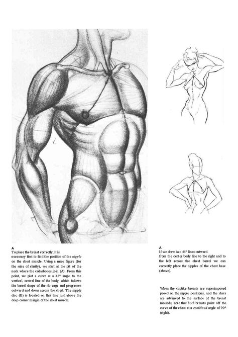 Burne Hogarth Burne Hogarth, Body Drawing, Anatomy Reference, Drawing Reference Poses, Drawing People, Figure Drawing, Drawing Reference, Pencil Drawings, Anatomy