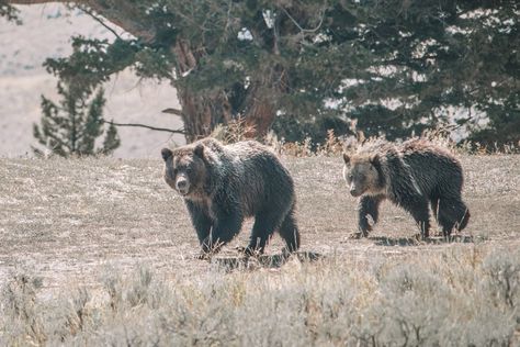 When packing for a trip to Yellowstone National Park, remember to pack the bear spray! Trip To Yellowstone National Park, Very Dry Lips, Packing For A Trip, Pack For A Trip, Bear Attack, Visit Yellowstone, Put Things Into Perspective, Bear Spray, Before Sunset