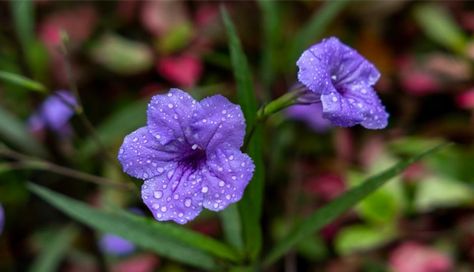 Mexican Petunias, Mexican Petunia, Master Gardener Program, Rose Campion, Plant Goals, Garden Totems, Invasive Plants, Color Magenta, Plant Therapy