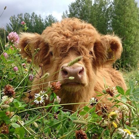 Baby Cows, In The Middle, The Middle, Cow, Flowers, Green