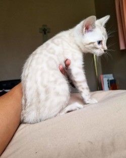 White Bengal Cat, Kitten Ideas, Sketches Nature, Snow Bengal, Bengal Cat Kitten, Popular Cat Breeds, Animal Aesthetic, Animals Tattoo, Tattoo Animal