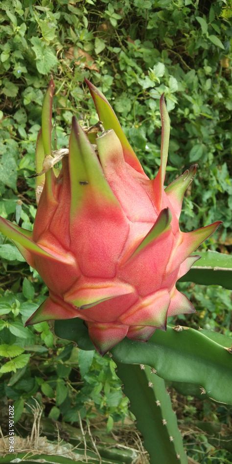 Buah Naga Merah Buah Naga, Pin Interest, Fruits Images, Fruit Garden, Beautiful Picture, Dragon Fruit, Growing Plants, Planting, Cactus