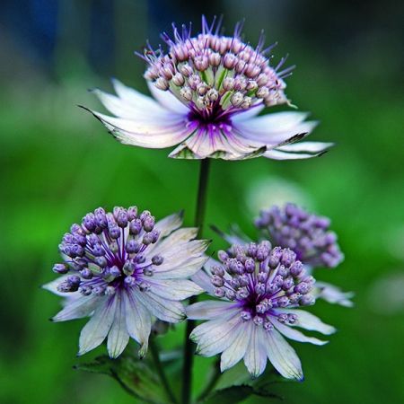 Astrantia Flower, Butterfly Garden Plants, Astrantia Major, Back Garden Design, Plant Photography, Hardy Perennials, Garden Living, Deciduous Trees, Home Flowers