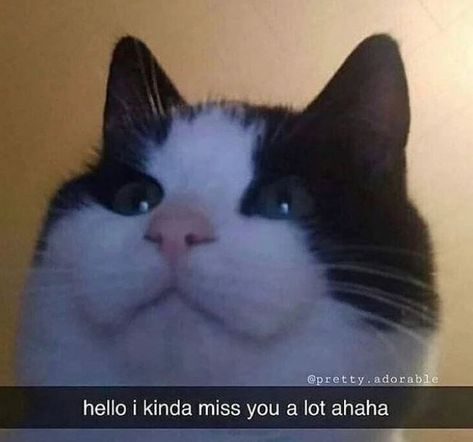 Kinda Miss You, Missing You Memes, I Miss You Cute, Chat Memes, Romantic Memes, Cat Text, Cute Love Memes, Weird Images, Cute Texts For Him