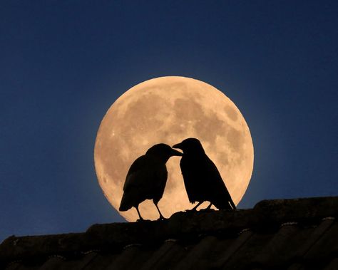 Crows In Love, Crow Pfp Aesthetic, Crow Profile Picture, Two Crows Tattoo, Bird Profile Picture, Crow Icon, Crow Pfp, Crow Paintings, Crows Aesthetic